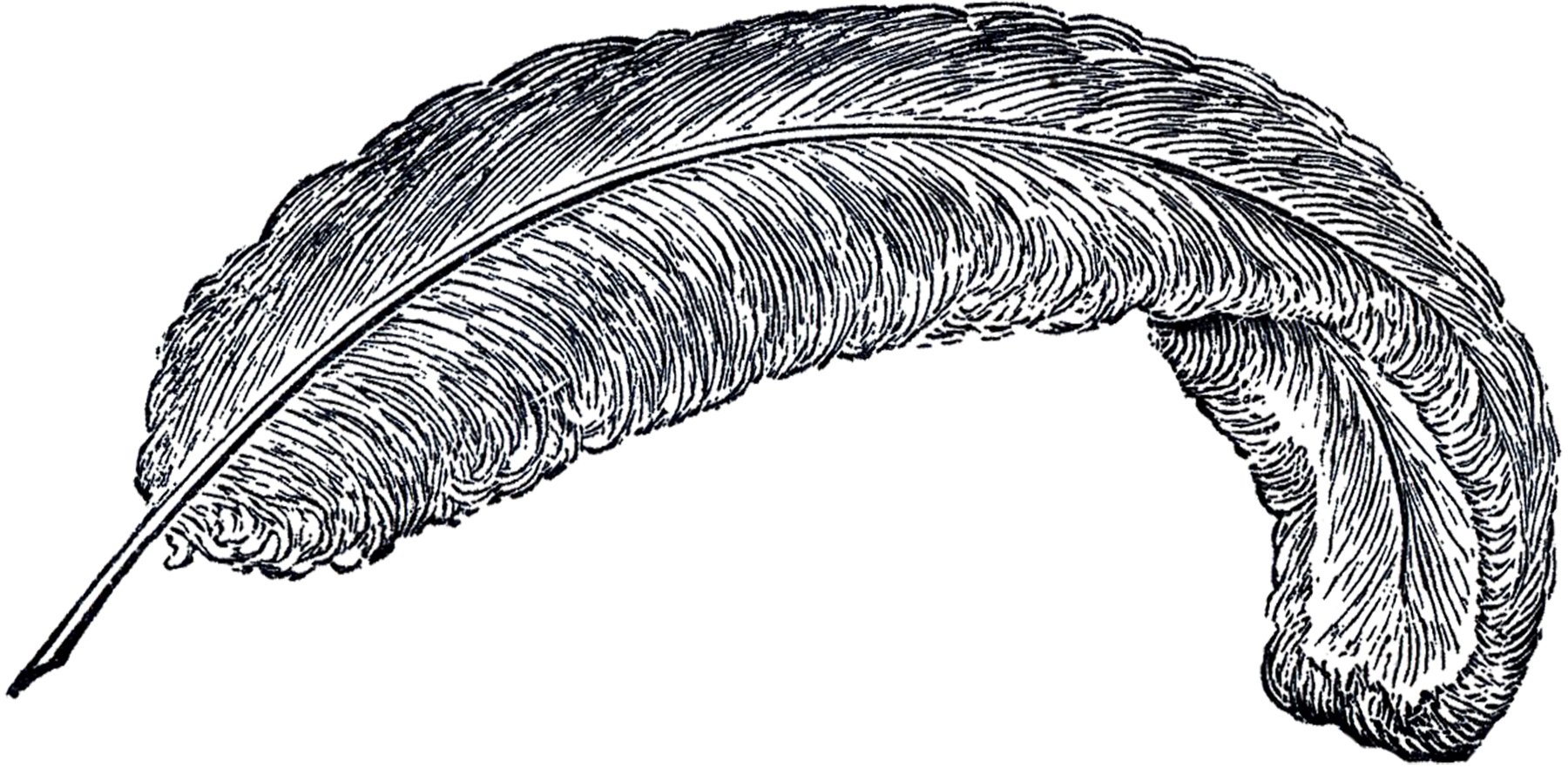 Free Vintage Feather Clip Art.