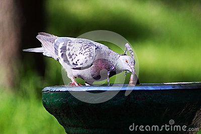Feathered Race Royalty Free Stock Photography.