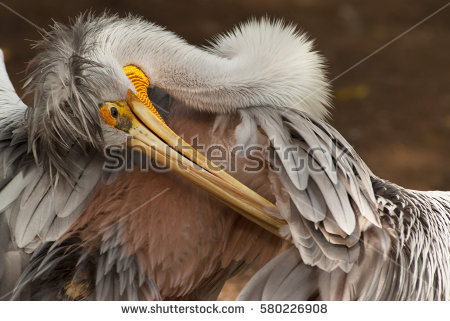 Feather Tufts Stock Photos, Royalty.