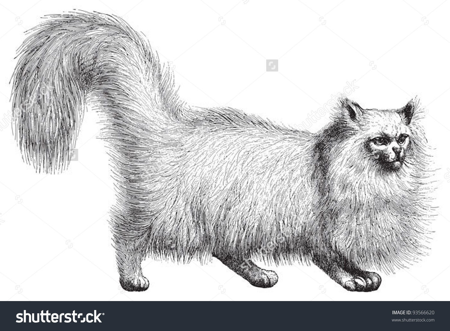 Angora Cat Felis Domestica Angorensis Vintage Stock Vector.