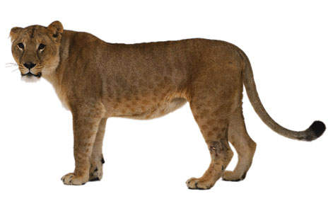 Female lion clipart.