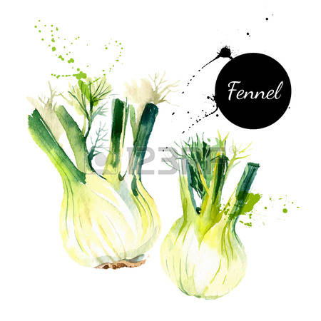 269 Fennel Seeds Cliparts, Stock Vector And Royalty Free Fennel.