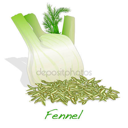 Fennel seeds Stock Vectors, Royalty Free Fennel seeds.