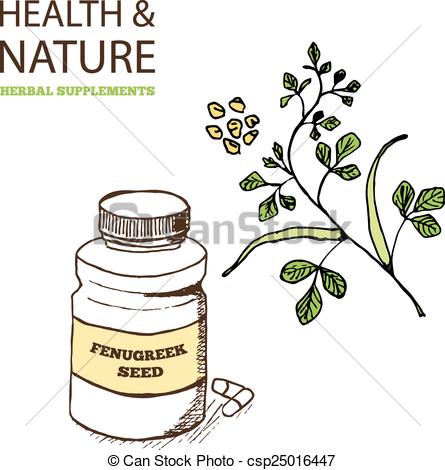EPS Vector of Health and Nature Supplements Collection. Fenugreek.