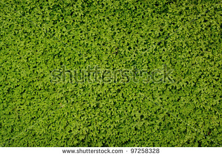 Green Fern Carpet Stock Photo 97258328 : Shutterstock.