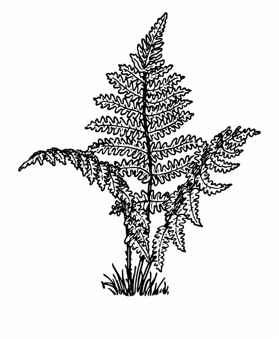 Ferns Vascular Plants Leaves Png Image.