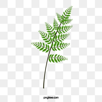 Fern Png, Vector, PSD, and Clipart With Transparent Background for.