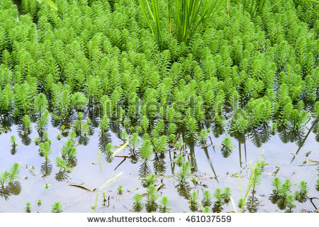 Milfoil Stock Photos, Royalty.