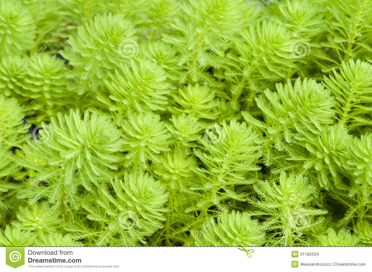 Myriophyllum Watermilfoil Stock Images.