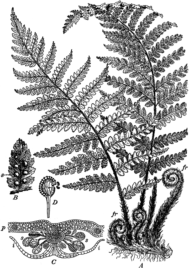 Fern Clipart.