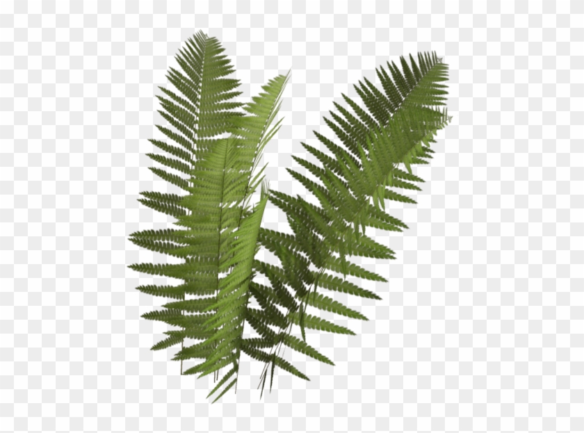 Fern Png.