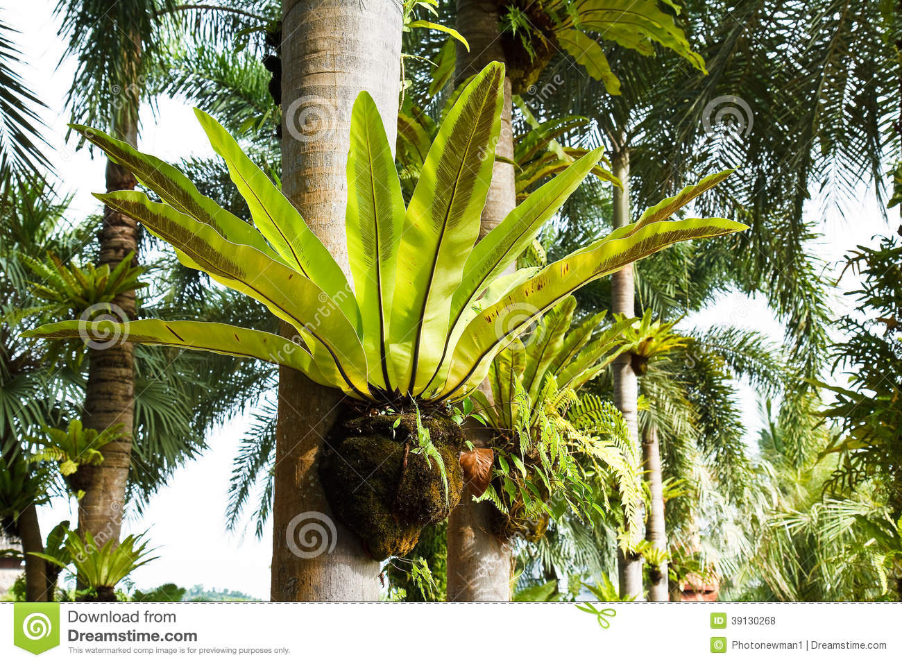 Bird Of Nest Fern On The Tree Stock Photo. Bird Of Nest Fern On The Tree Stock Photo.