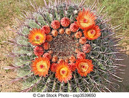 Stock Photography of Barrel Cactus Flowers.