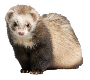 Ferret PNG images.