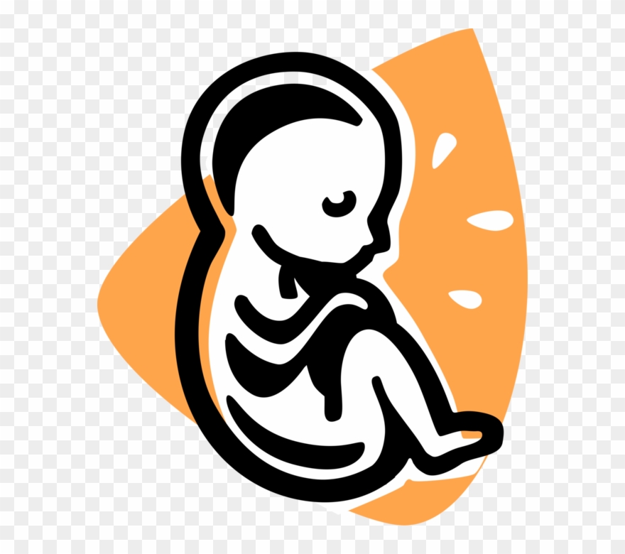 Vector Illustration Of Fetus Prenatal Human Between Clipart.