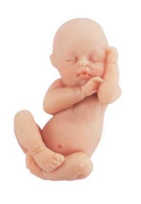 Baby In Womb PNG Transparent Baby In Womb.PNG Images..