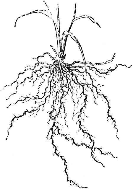 Roots Clipart.