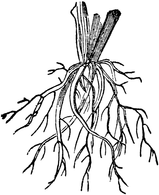 Roots Clipart.