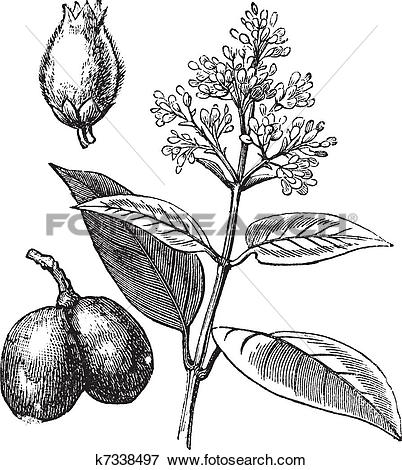 Clip Art of Indian Rubber Tree or Ficus elastica, vintage.