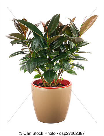 Pictures of Ficus elastica (Indian Rubber Bush) in light brown.