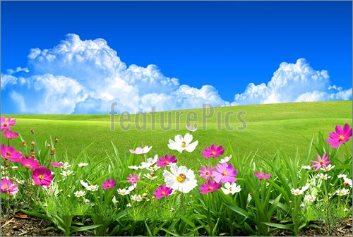 Field of flowers clipart 20 free Cliparts | Download images on