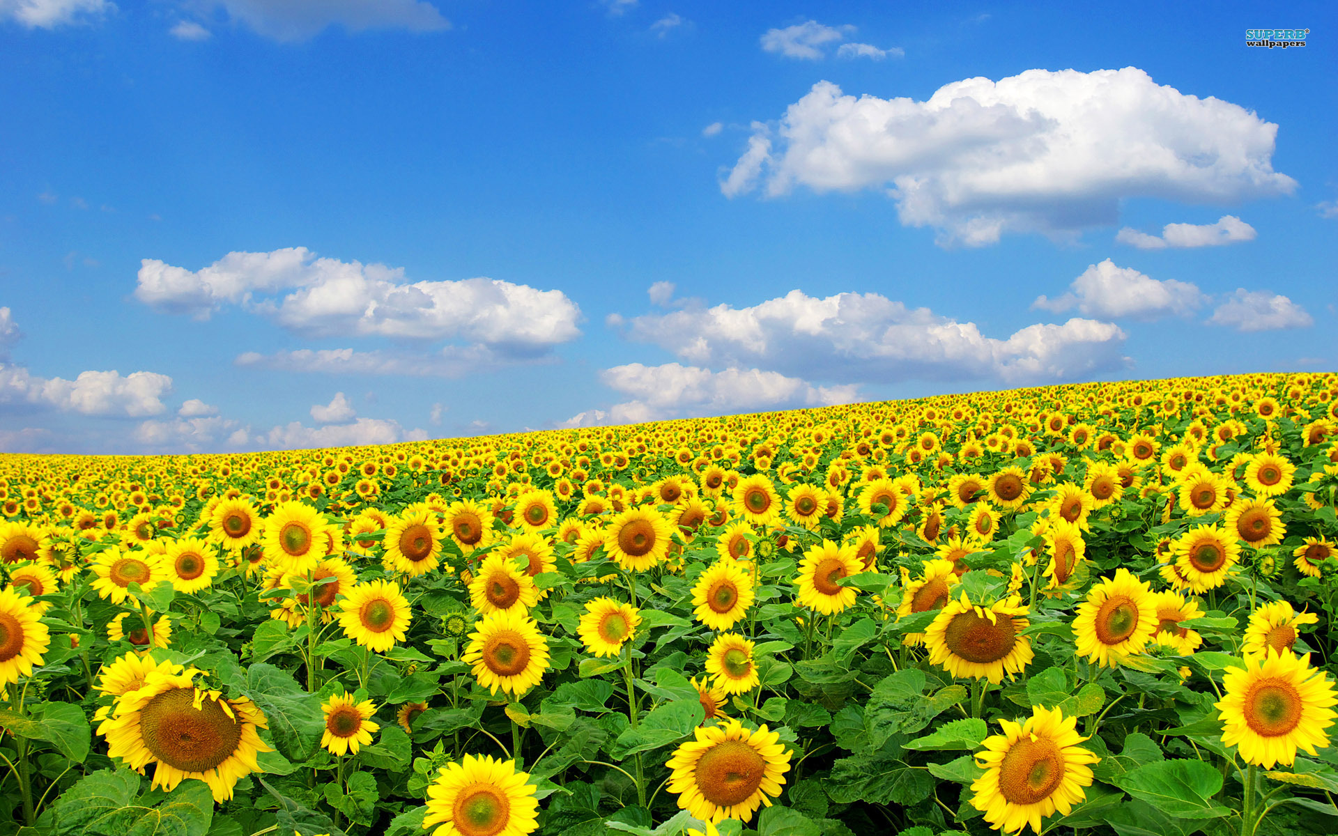 Field of sunflowers clipart.
