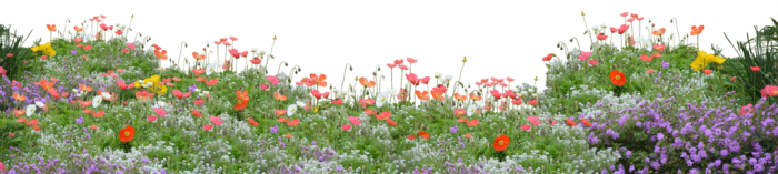 field of flowers png 10 free Cliparts | Download images on Clipground 2024