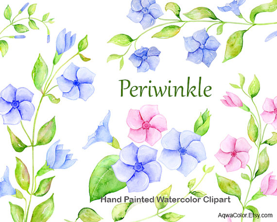 Watercolor flower clipart Periwinkle commercial use by AqwaColor.