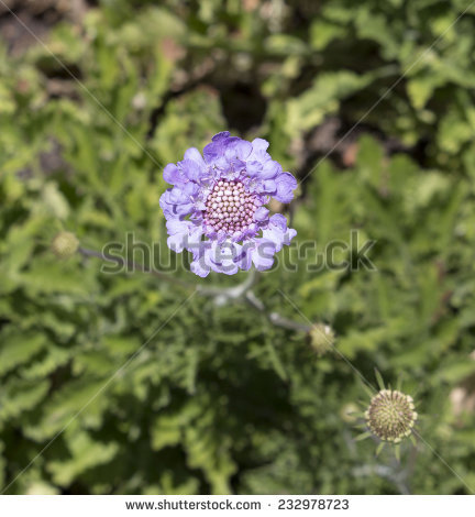 Scabiosa Columbaria Stock Images, Royalty.