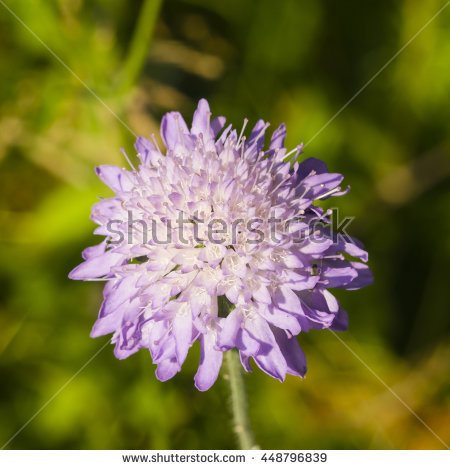 Field scabiosa pincushion flower clipart 20 free Cliparts | Download ...