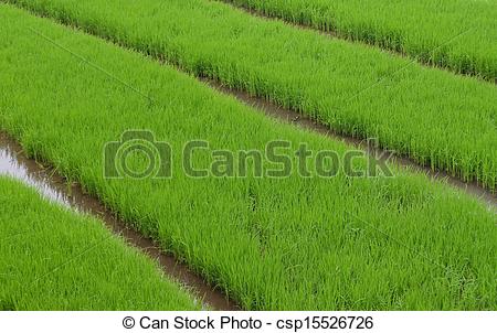 Stock Photo of Green rice fields. This where the of rice plants.
