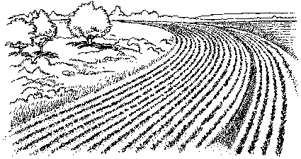 Fields Clipart.