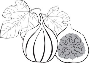 Fig clipart black and white 3 » Clipart Portal.