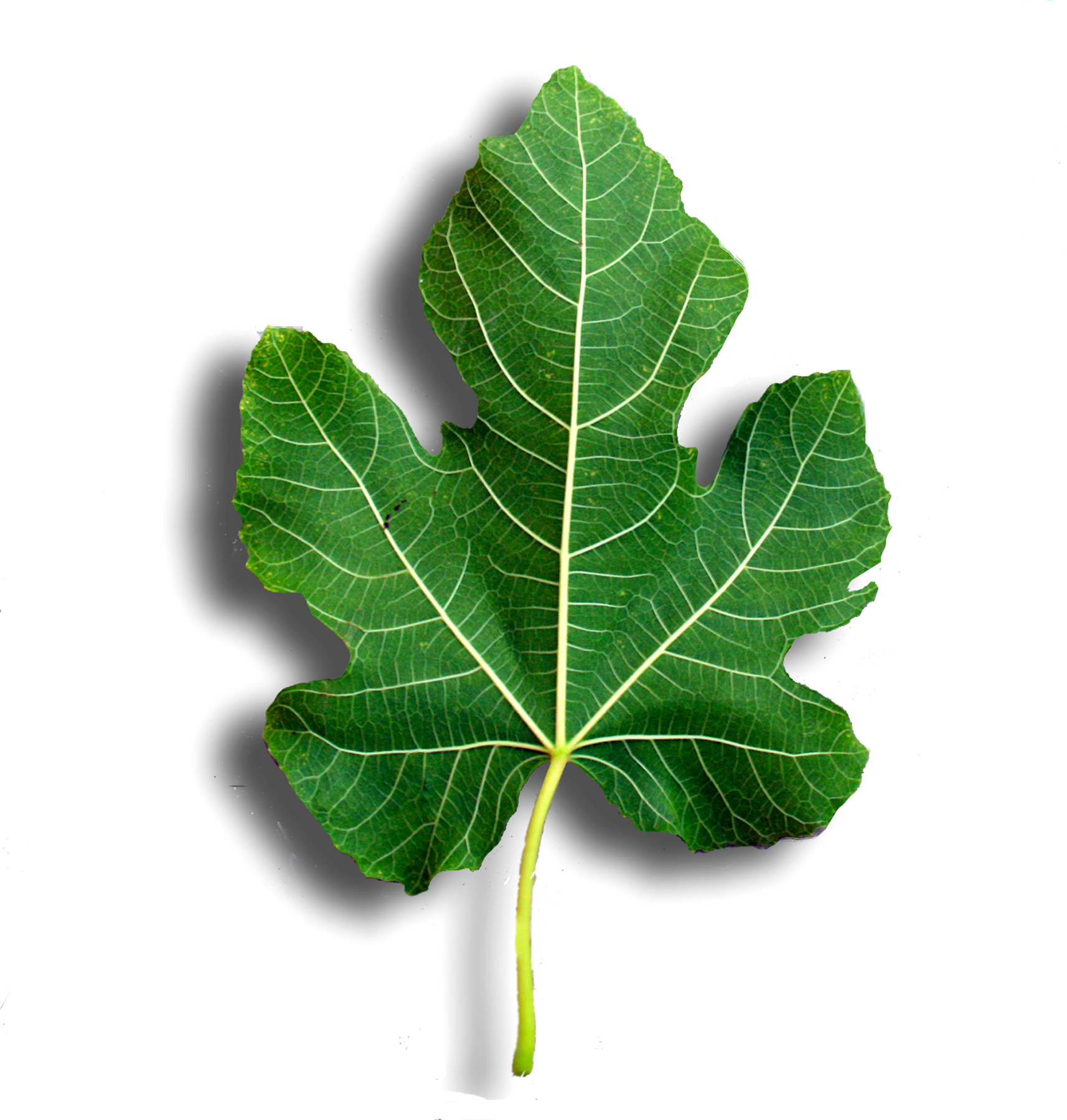 Size Of A Fig Leaf