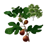 Fig Tree Clipart.