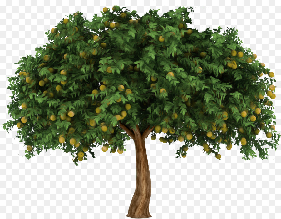 fig tree png 10 free Cliparts | Download images on Clipground 2024