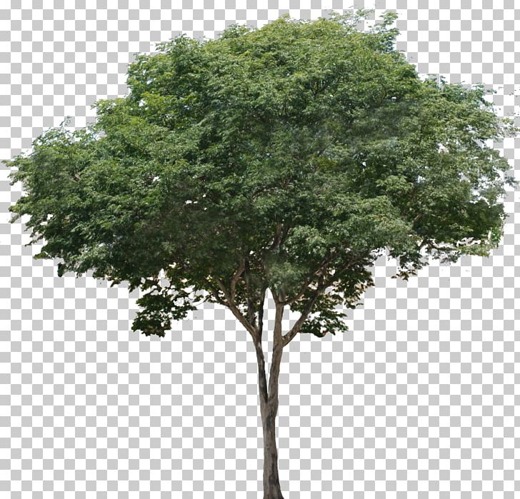 Common Fig Tree Branch Tropical Rainforest PNG, Clipart, Branch.