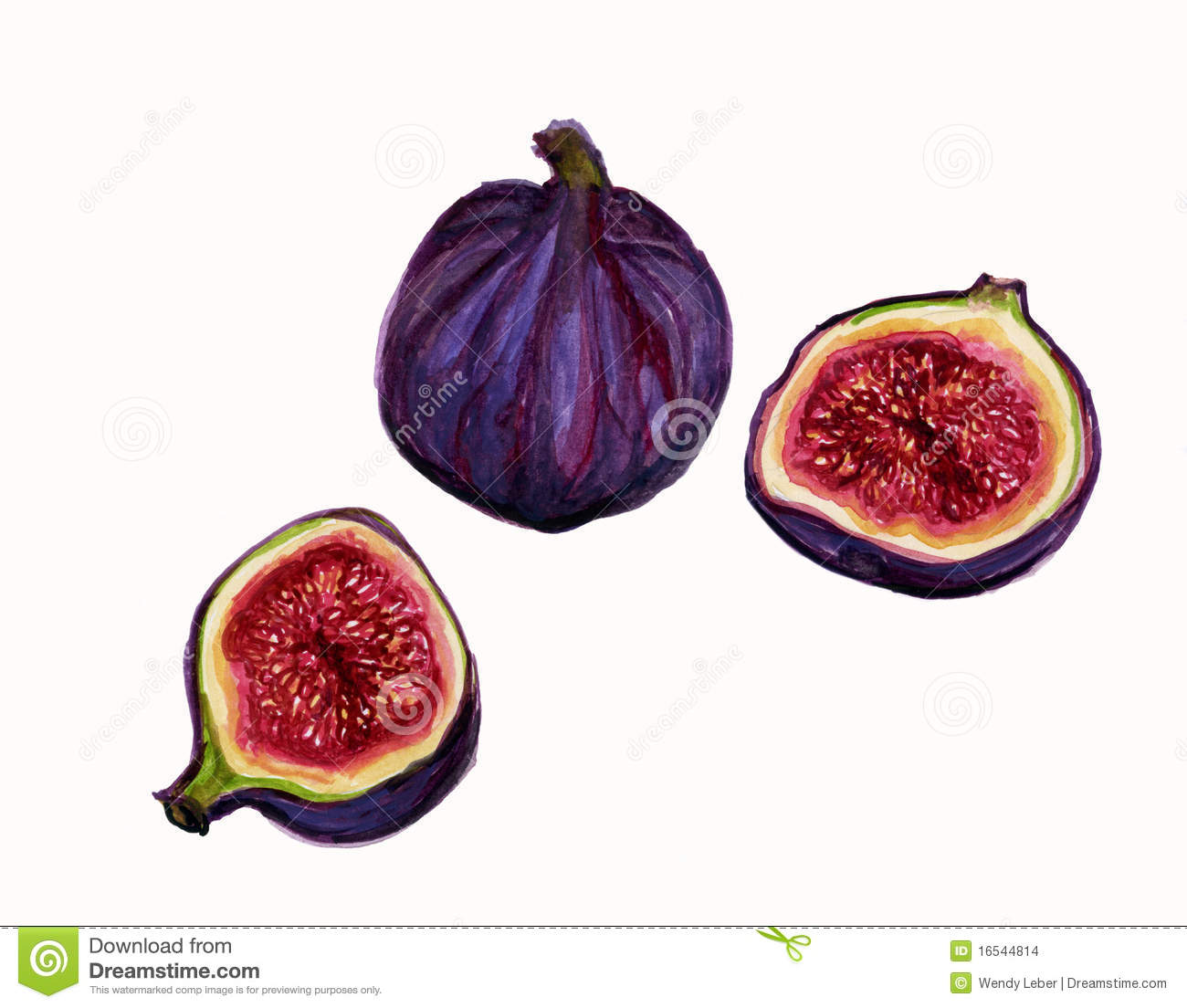 Figs Stock Illustrations. Figs Stock Illustrations.
