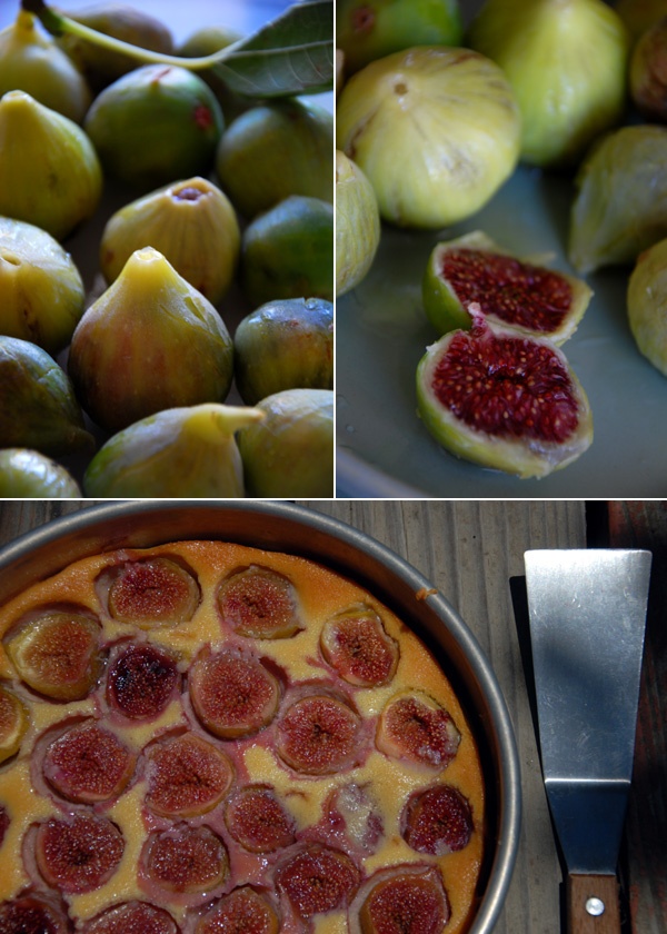 1000+ images about Figs Figs Figs on Pinterest.