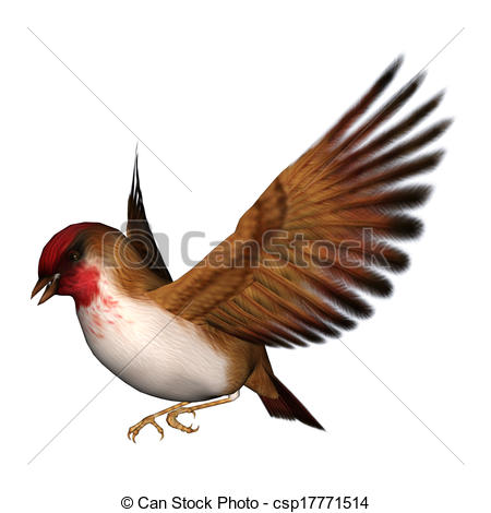 Finch Illustrations and Clip Art. 479 Finch royalty free.