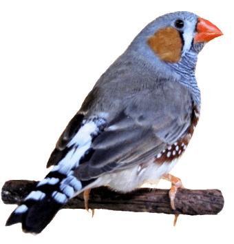 Finch clipart.