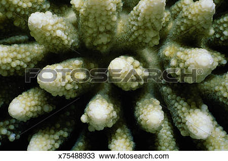 Stock Photo of Stony finger coral (Acropora sp.) with polyps.