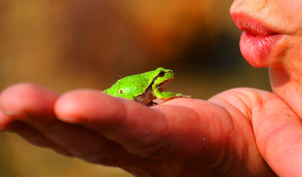 Free photo Tree Frog Frog Anuran Amphibians.