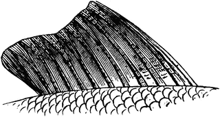 Fish Fin Clipart.