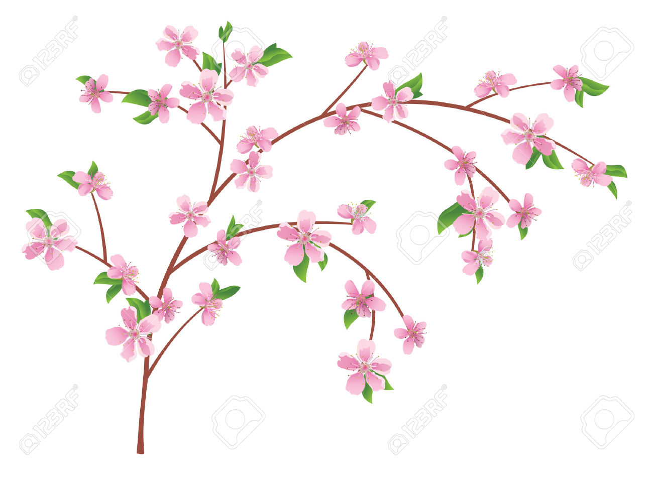 Ramo Di Vettore Di Pesche Con Fiori Che Sbocciano Clipart Royalty.