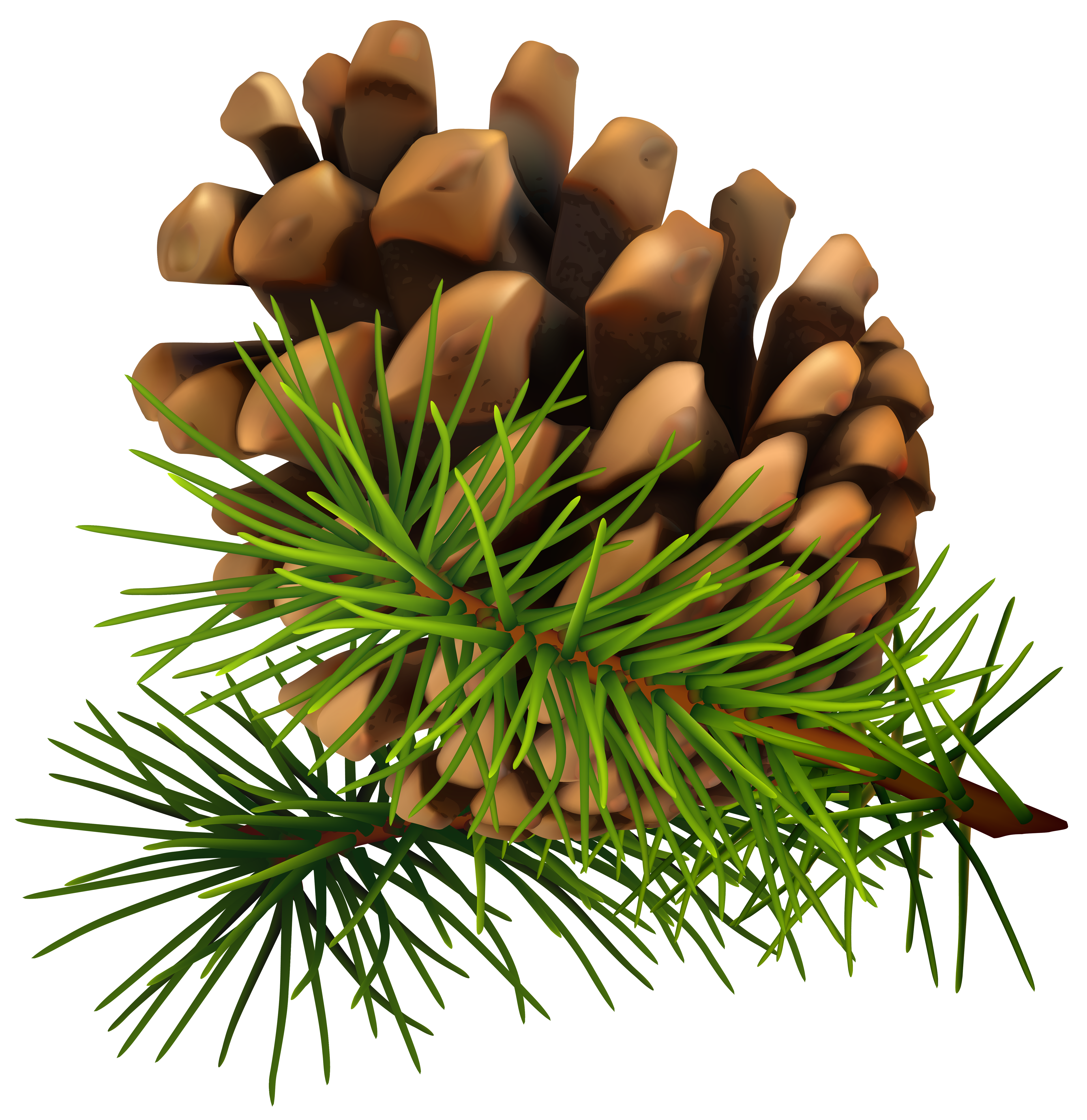 Fir cone clipart 20 free Cliparts | Download images on Clipground 2024