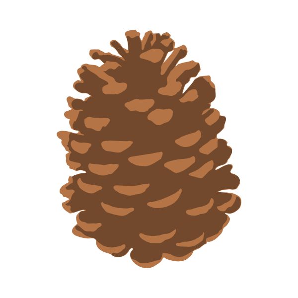 Download Fir cone clipart 20 free Cliparts | Download images on ...