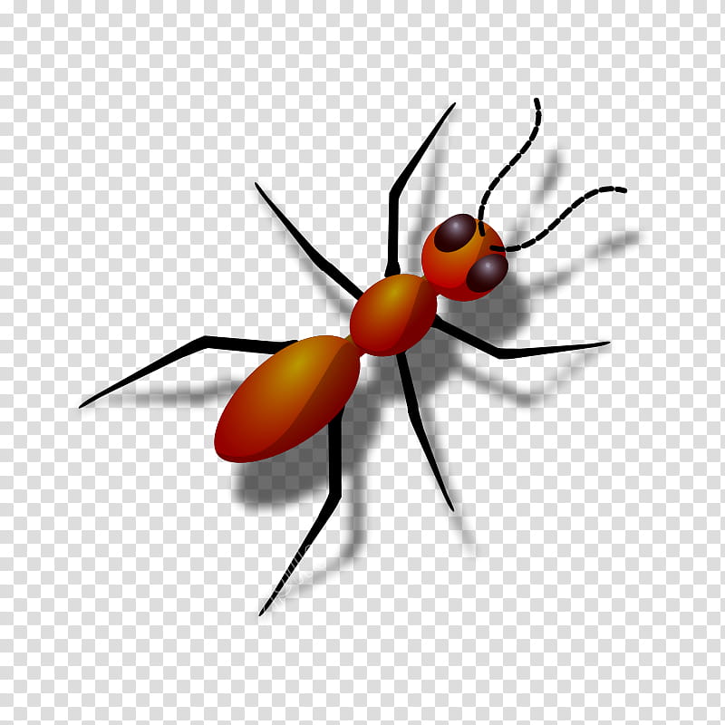 Red Check, Insect, Red Imported Fire Ant, Black Carpenter.