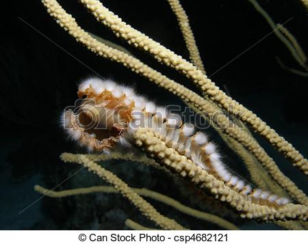 Stock Photography of Fireworm.