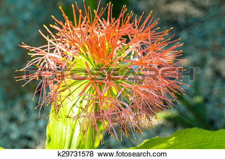 Pictures of Fireball lily, Scadoxus multiflorus k29731578.